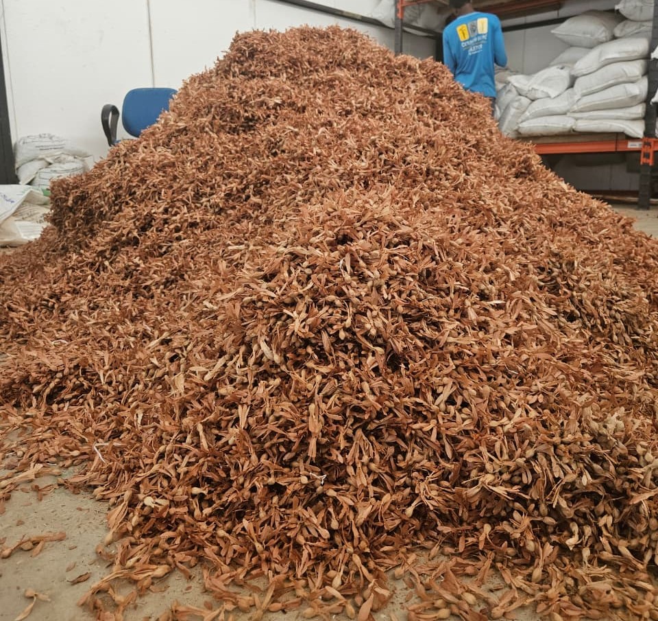 As equipes trabalham na limpeza e separação das sementes nativas